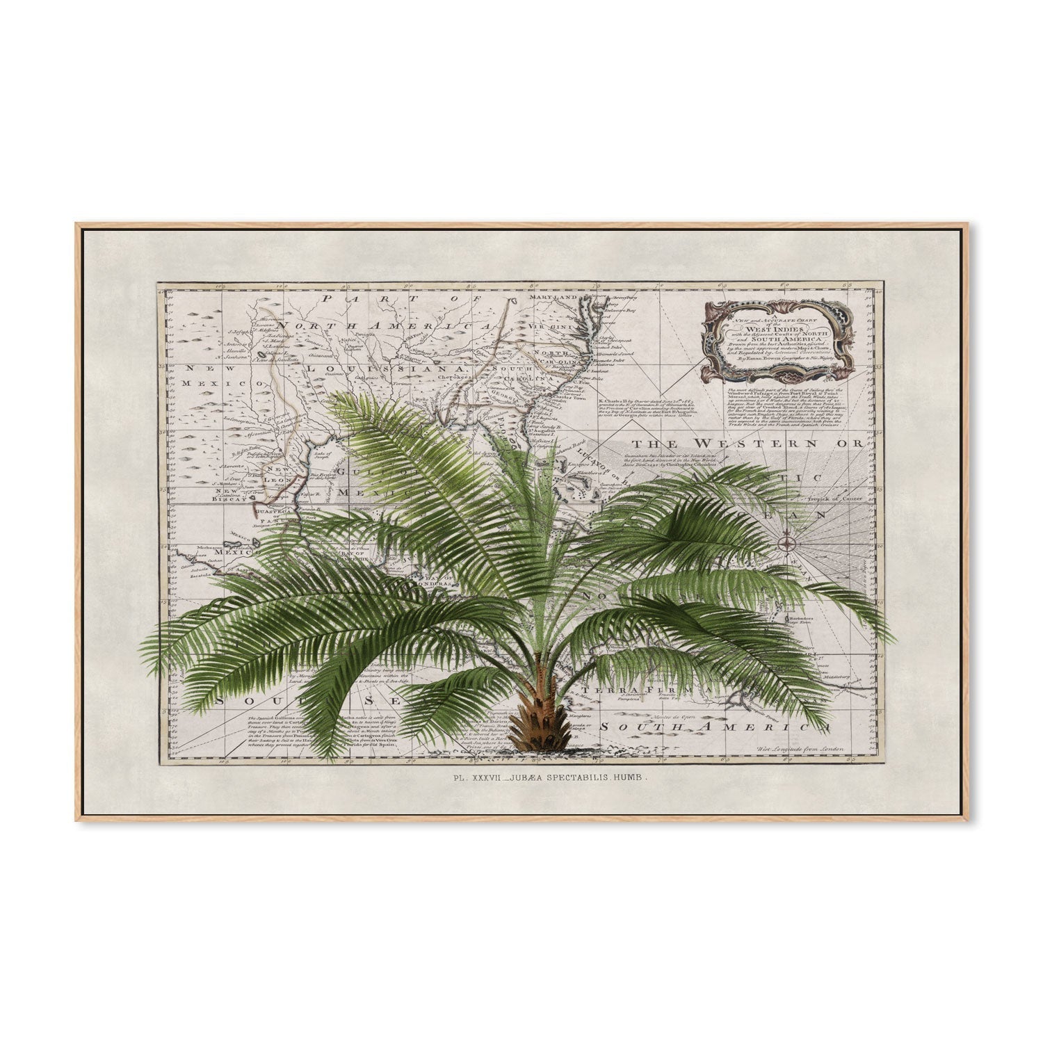 wall-art-print-canvas-poster-framed-Tropical Empire, By Andrea Haase-GIOIA-WALL-ART