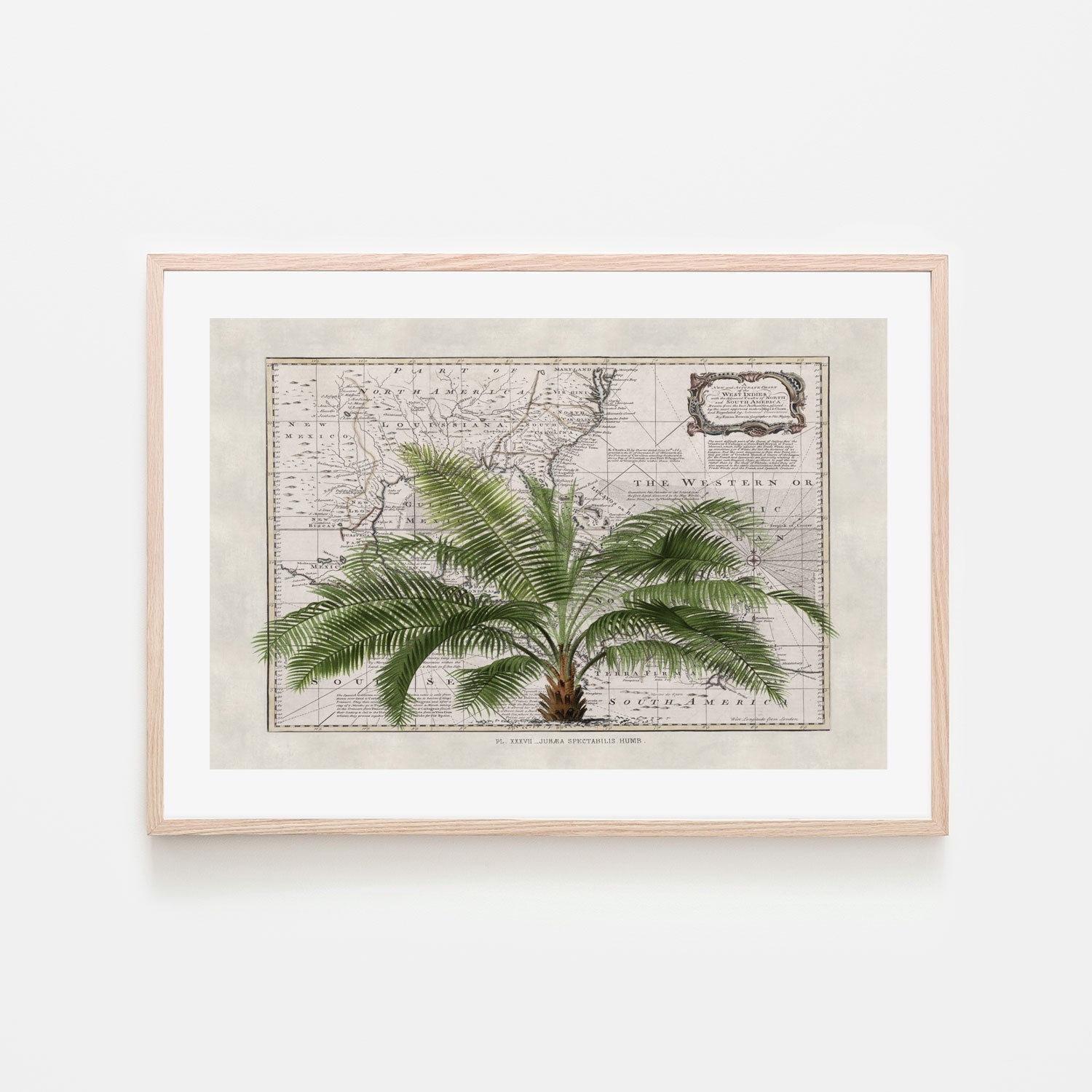 wall-art-print-canvas-poster-framed-Tropical Empire, By Andrea Haase-GIOIA-WALL-ART