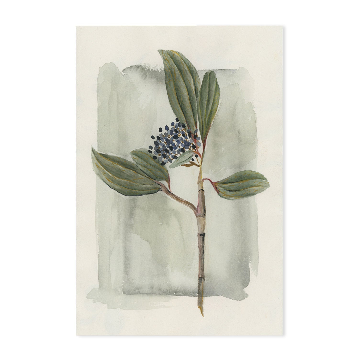 wall-art-print-canvas-poster-framed-Viburnum Davidii-GIOIA-WALL-ART