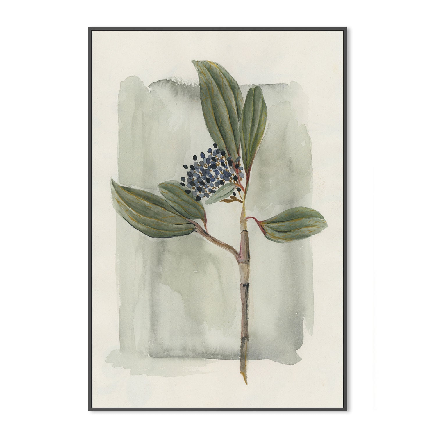 wall-art-print-canvas-poster-framed-Viburnum Davidii-GIOIA-WALL-ART