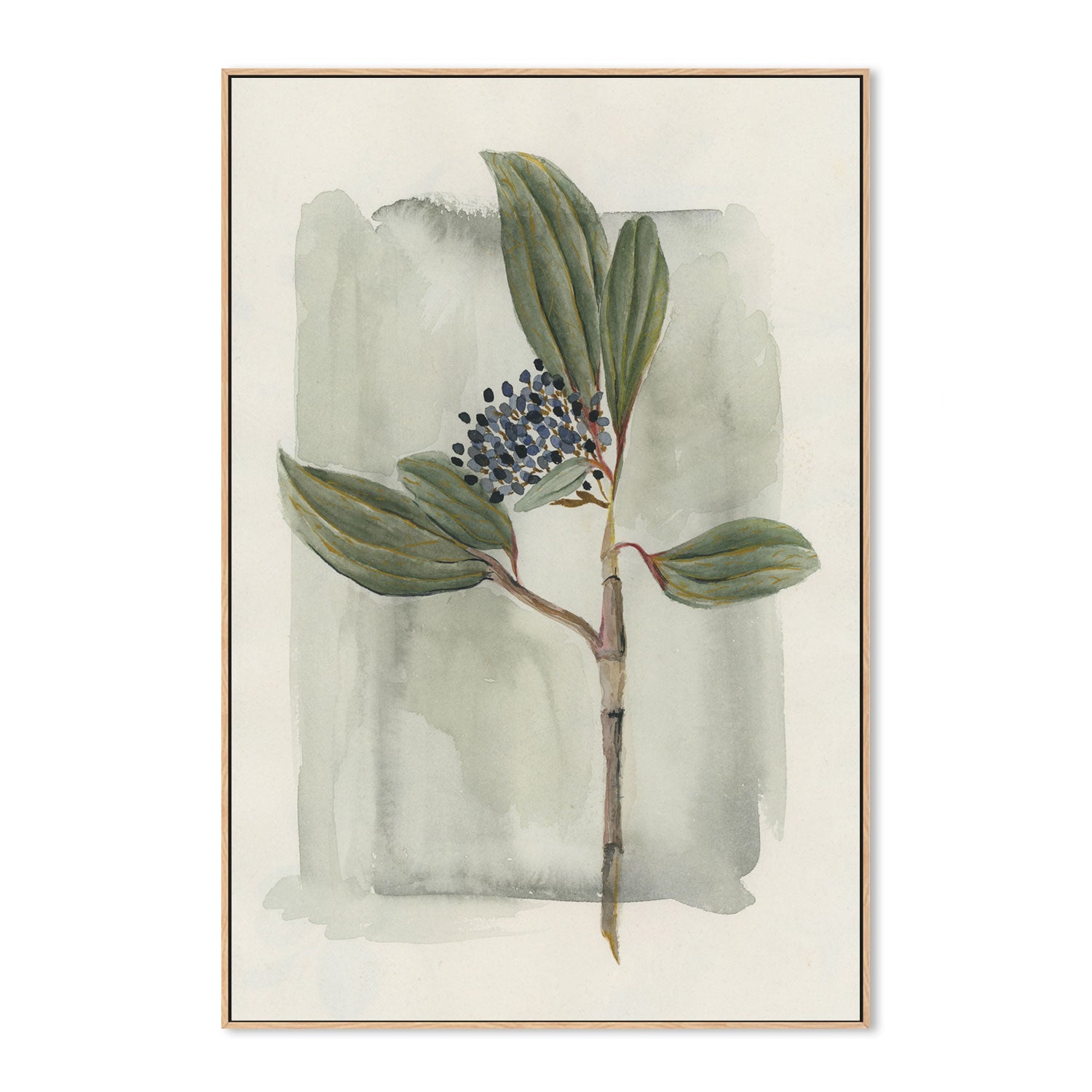 wall-art-print-canvas-poster-framed-Viburnum Davidii-GIOIA-WALL-ART