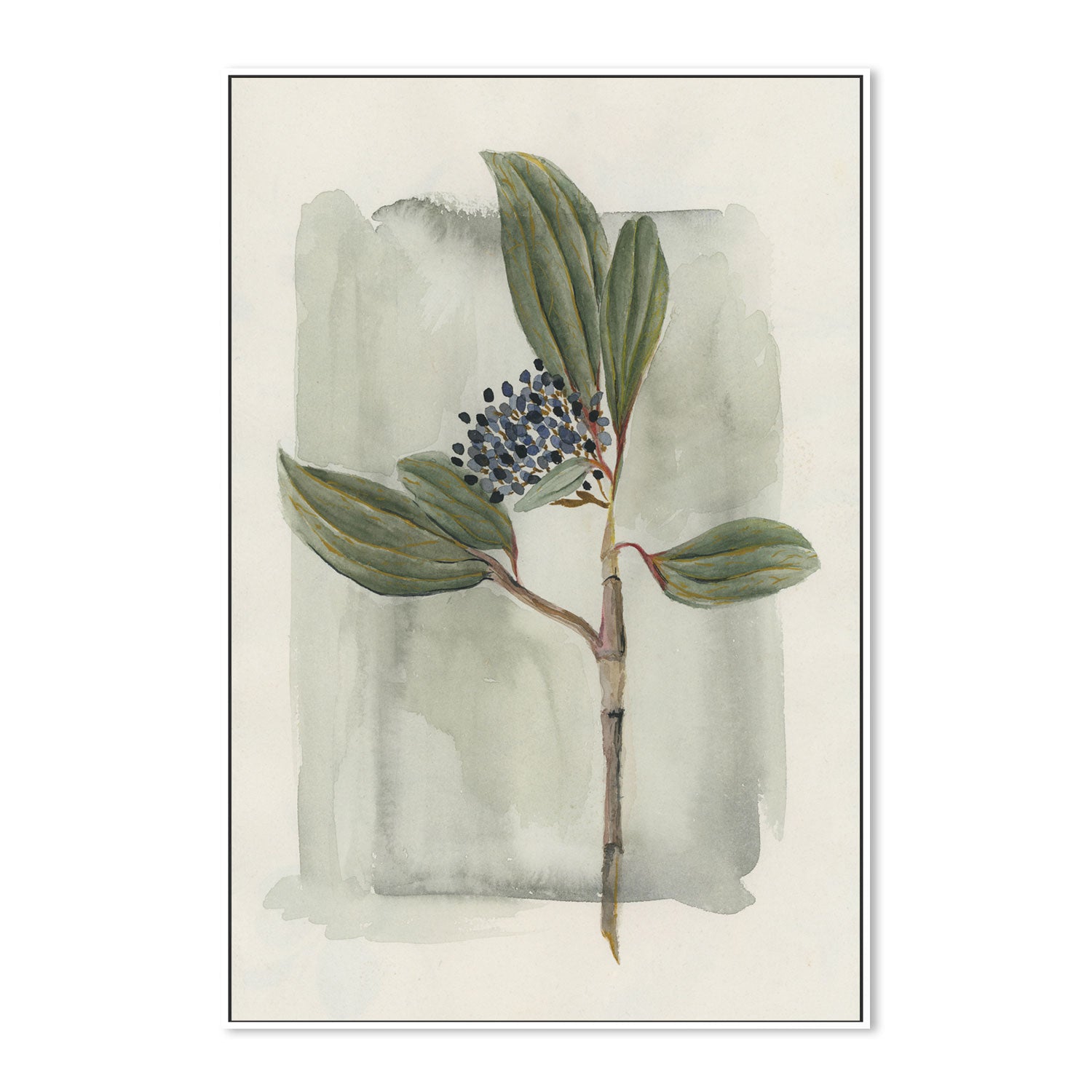 wall-art-print-canvas-poster-framed-Viburnum Davidii-GIOIA-WALL-ART