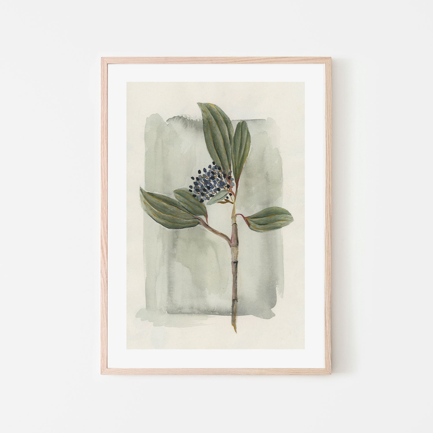 wall-art-print-canvas-poster-framed-Viburnum Davidii-GIOIA-WALL-ART