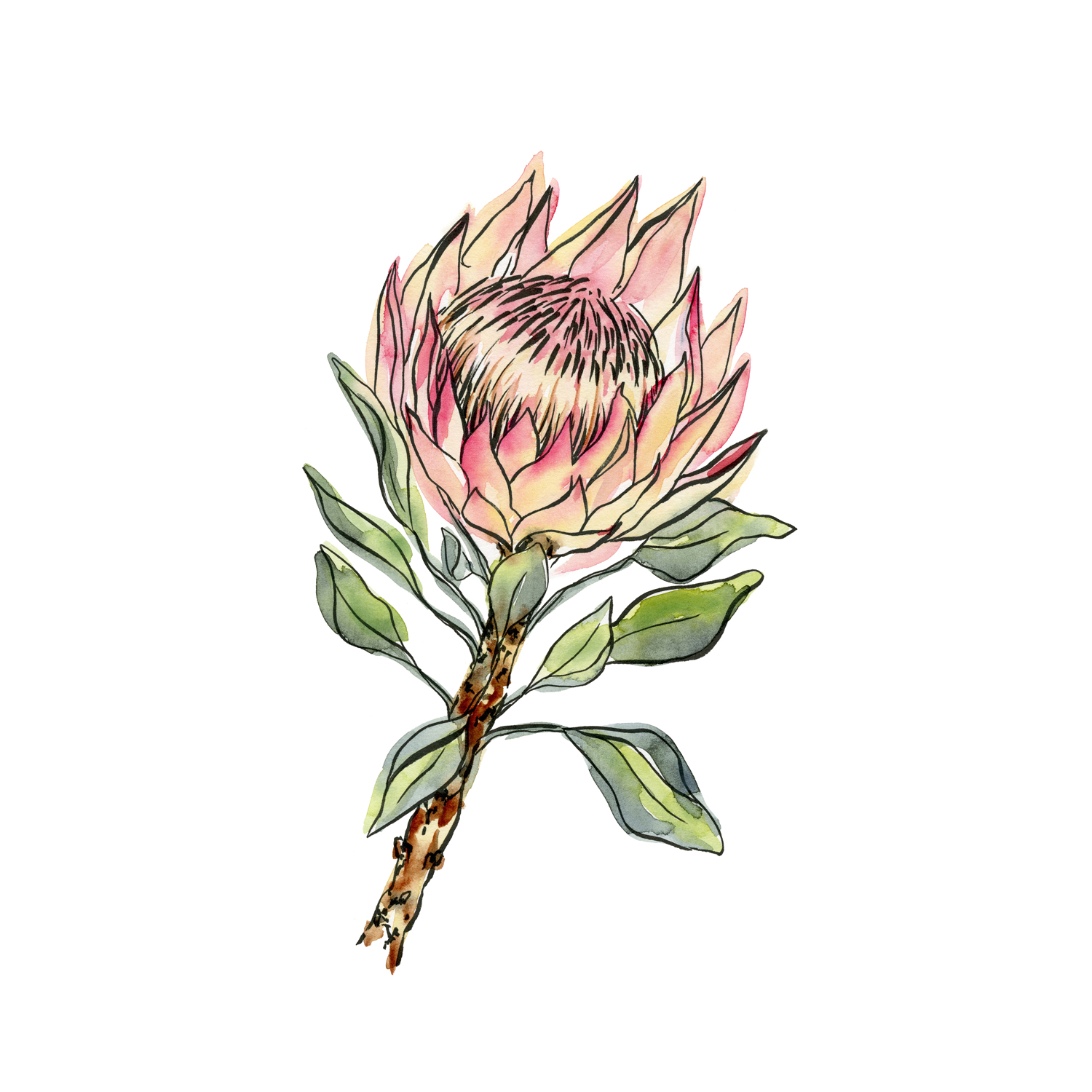 wall-art-print-canvas-poster-framed-Watercolour Protea , By Jessie Mitchelson-GIOIA-WALL-ART