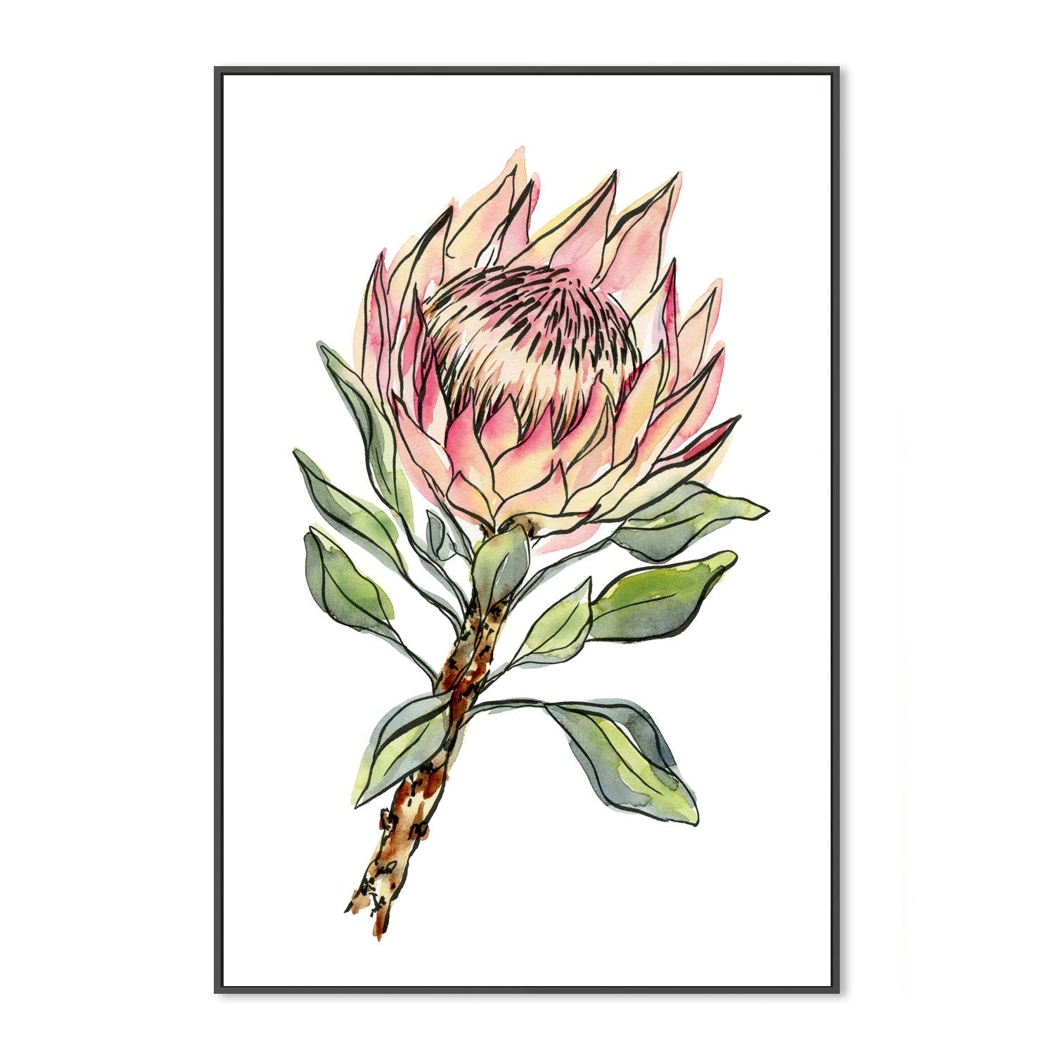 wall-art-print-canvas-poster-framed-Watercolour Protea , By Jessie Mitchelson-GIOIA-WALL-ART