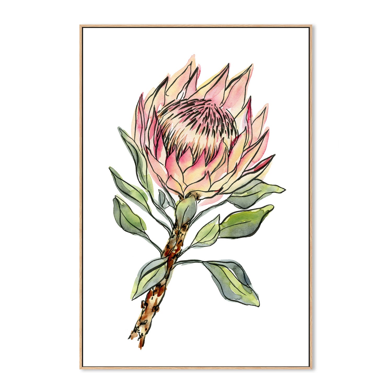 wall-art-print-canvas-poster-framed-Watercolour Protea , By Jessie Mitchelson-GIOIA-WALL-ART