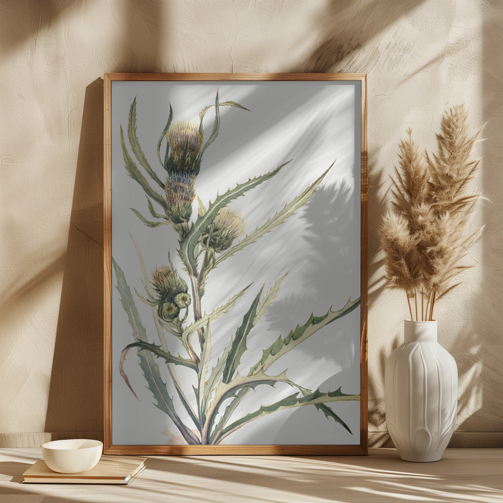 wall-art-print-canvas-poster-framed-White Thistle , By Mary Vaux Walcott-2