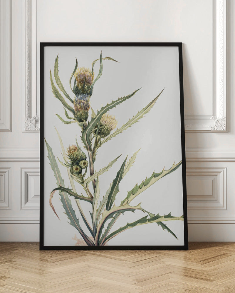 wall-art-print-canvas-poster-framed-White Thistle , By Mary Vaux Walcott-3