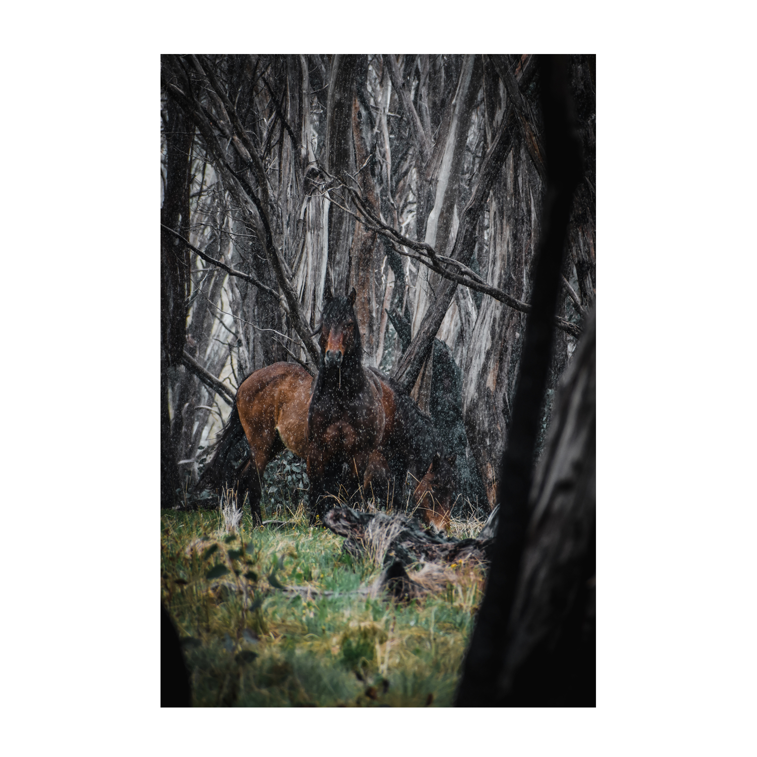 wall-art-print-canvas-poster-framed-Wild Brumbies, Snowy Mountains , By Maddison Harris-1