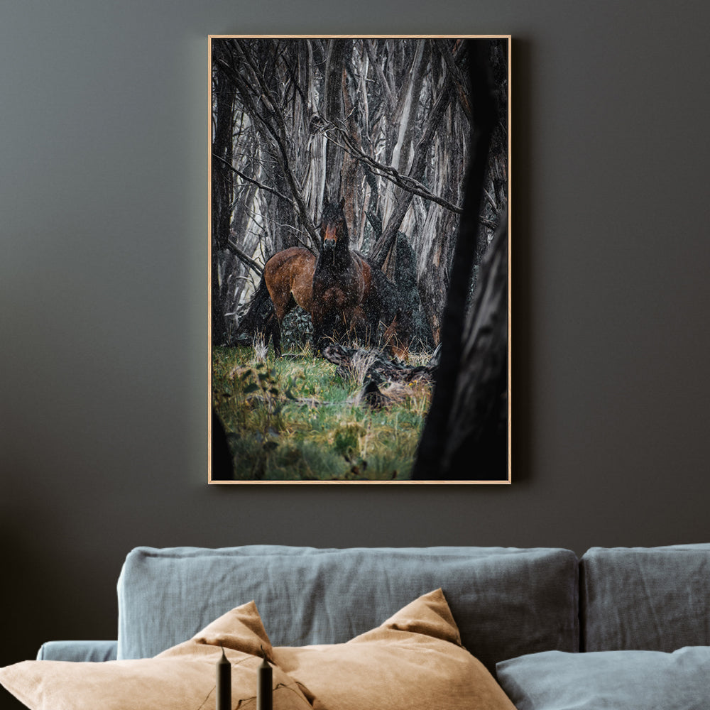 wall-art-print-canvas-poster-framed-Wild Brumbies, Snowy Mountains , By Maddison Harris-2