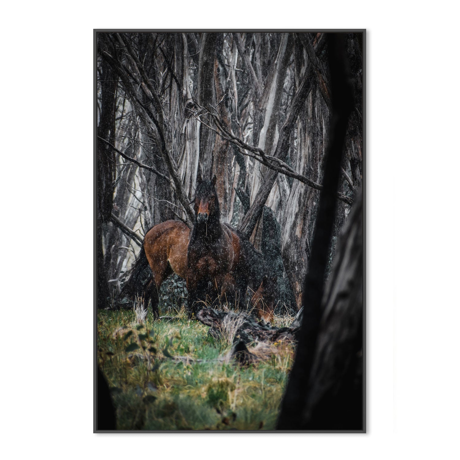 wall-art-print-canvas-poster-framed-Wild Brumbies, Snowy Mountains , By Maddison Harris-3