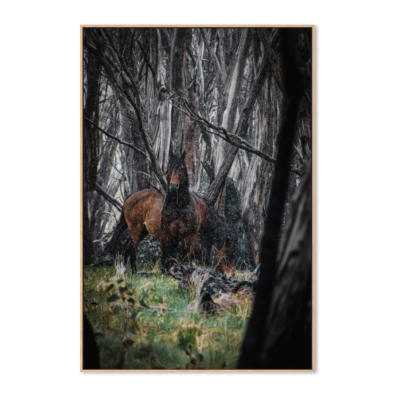 wall-art-print-canvas-poster-framed-Wild Brumbies, Snowy Mountains , By Maddison Harris-4