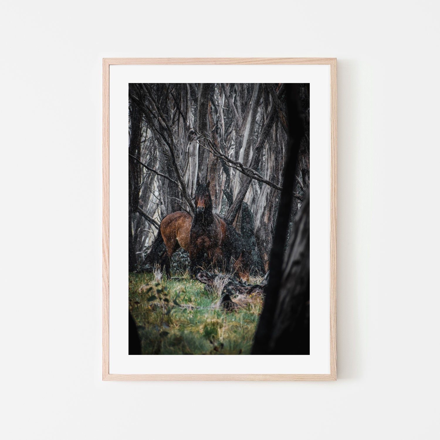 wall-art-print-canvas-poster-framed-Wild Brumbies, Snowy Mountains , By Maddison Harris-6