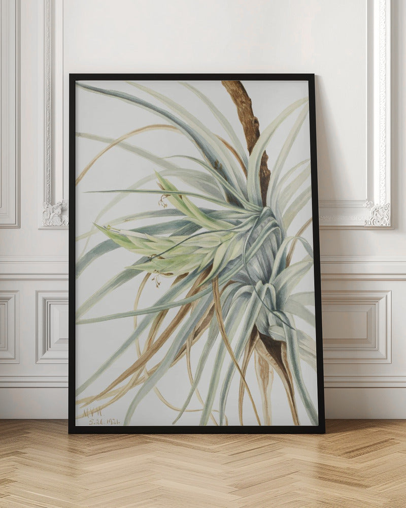 wall-art-print-canvas-poster-framed-Wild Pineapple (1921) , By Mary Vaux Walcott-3